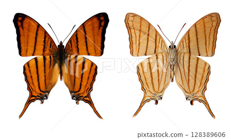 Marpesia berania, a striking butterfly, showcases its vivid orange and cream hues with prominent dark stripes on each wing. 128389606
