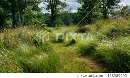 Grass Path Through Lush Green Summer Field 128389693