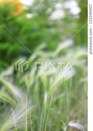 Ears of green grass in the wind, background 128390007