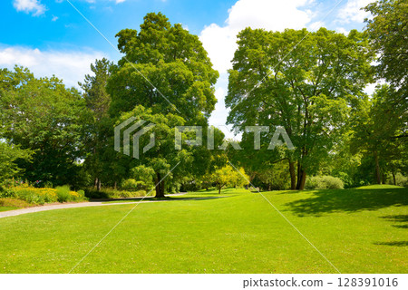 Trees and green bright green grass in meadow in summer park. 128391016