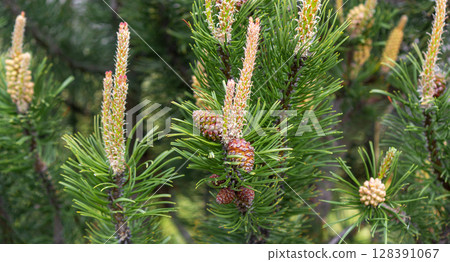 Common pine, a branch with cones on a natural background Common pine, a branch with cones on a natural background 128391067