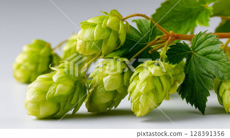 Fresh hop branch displaying ripe cones and green leaves resting on crisp white background, showcasing brewing ingredient details Fresh hop branch displaying ripe cones and green leaves resting on crisp white background, showcasing brewing ingredient details 128391356