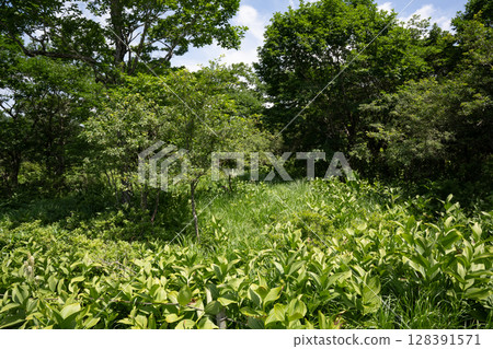 沼麻原濕地風景（栃木縣那須鹽原市） 128391571