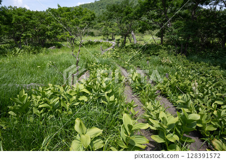 Scenery of Numappara Marsh with boardwalk (Nasushiobara City, Tochigi Prefecture) Scenery of Numappara Marsh with boardwalk (Nasushiobara City, Tochigi Prefecture) 128391572