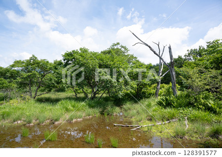 Scenery of Numappara Marsh (Nasushiobara City, Tochigi Prefecture) Scenery of Numappara Marsh (Nasushiobara City, Tochigi Prefecture) 128391577