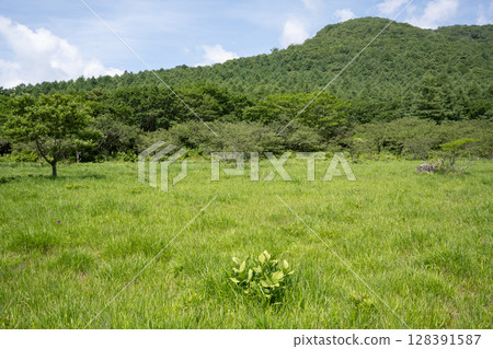 沼麻原濕地風景（栃木縣那須鹽原市） 128391587