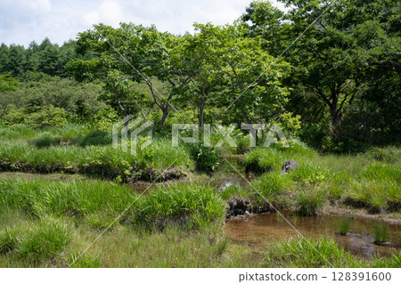 Scenery of Numappara Marsh (Nasushiobara City, Tochigi Prefecture) 128391600