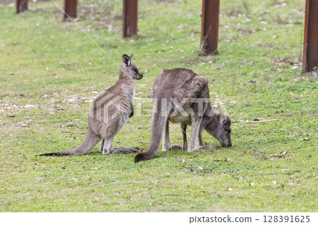 A Kangaroo and Joey in the forest in Wollemi National Park A Kangaroo and Joey in the forest in Wollemi National Park 128391625