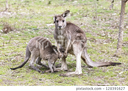 A Kangaroo and Joey in the forest in Wollemi National Park 128391627