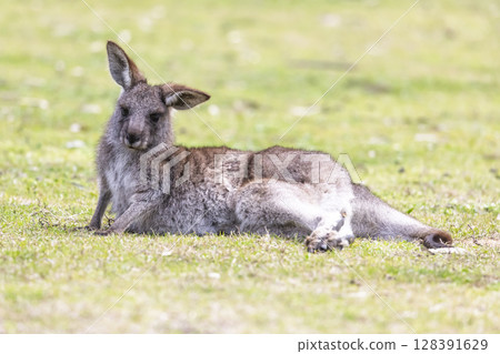 A Kangaroo lying on grass in the sunshine in Wollemi National Park A Kangaroo lying on grass in the sunshine in Wollemi National Park 128391629