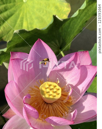 pink lotus in pond pink lotus in pond 128391664