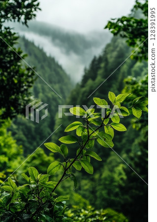 Lush Green Foliage Frames a Misty Valley in a Serene Mountain Landscape During the Early Morning Hours 128391995