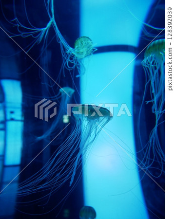 Jellyfish floating in the aquarium Jellyfish floating in the aquarium 128392039
