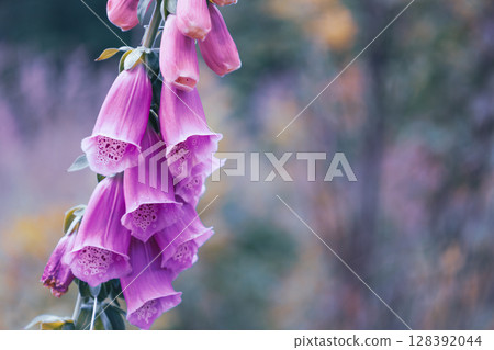 Digitalis, foxglove flower on blurred bokeh background, retro forest photo detail 128392044