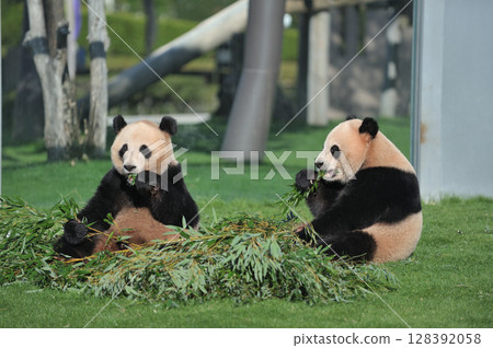 可以享受美味竹子的愛濱/明濱 可以享受美味竹子的愛濱/明濱 128392058