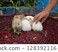 Baby rabbit 128392116