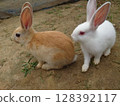Cute rabbit 128392117