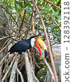 Toucan perched on a tree branch 128392118