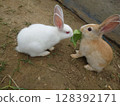 Cute rabbit 128392171