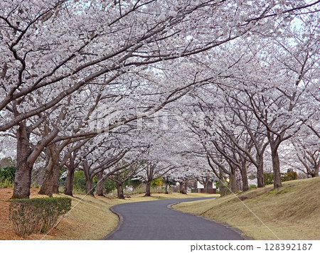 Sakura cherry blossom flowers tree and footpath lane in Japan Tokyo park 128392187