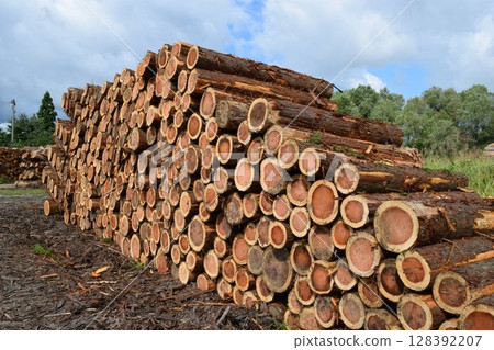 Logs of cut cedar Shonai, Yamagata Prefecture 128392207