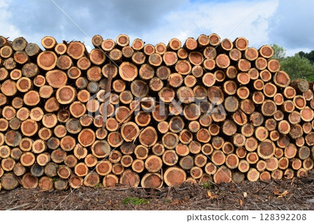 Logs of cut cedar Shonai, Yamagata Prefecture 128392208