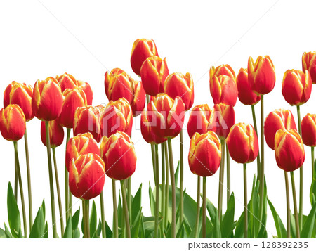 Border of red tulips with yellow edges isolated on white background 128392235