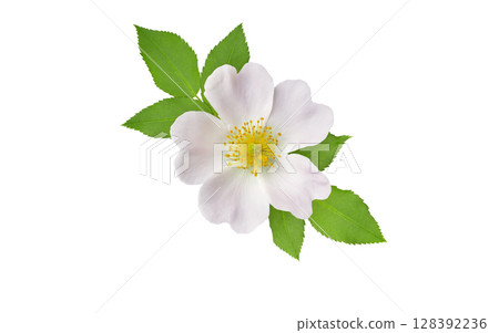 Pale pink rosa canina flower with leaves isolated on white. Medicinal dog rose. 128392236