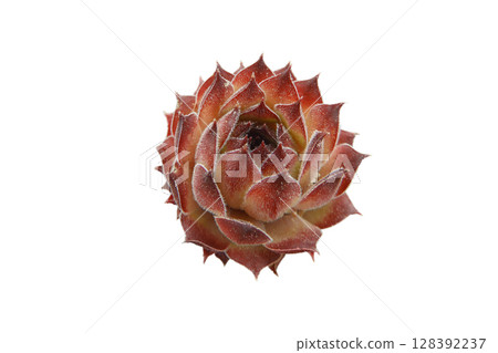 Sempervivum, houseleeks or liveforever succulent plant with purple leaves rosette isolated on white background 128392237