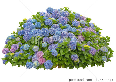 Hydrangea macrophylla shrub with blue and pink flowers isolated on white background. 128392243