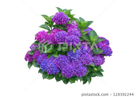 Purple hydrangea macrophylla shrub isolated on white background. 128392244