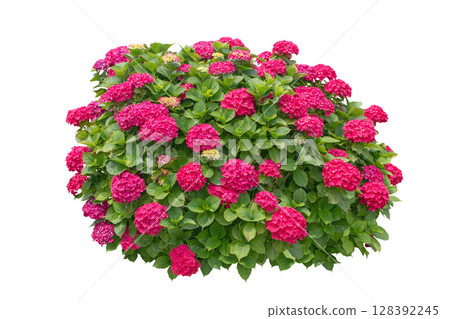 Red hydrangea macrophylla shrub isolated on white background. 128392245
