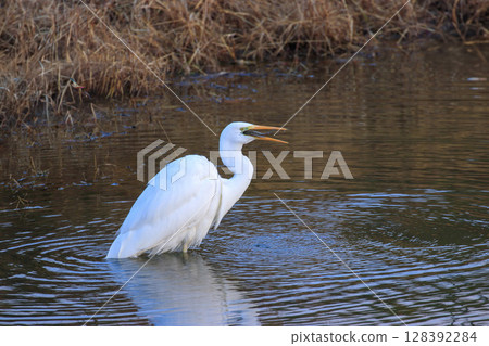 An egret swallows a fish it caught in a reservoir in autumn An egret swallows a fish it caught in a reservoir in autumn 128392284