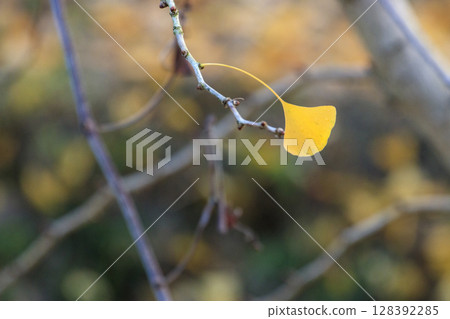 Late autumn forest scenery: A single ginkgo leaf remaining Late autumn forest scenery: A single ginkgo leaf remaining 128392285