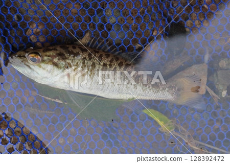 A juvenile smallmouth bass caught in the Tokikawa River, a tributary of the Arakawa River 128392472