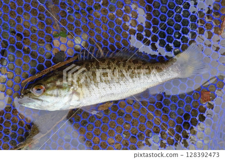 A juvenile smallmouth bass caught in the Tokikawa River, a tributary of the Arakawa River A juvenile smallmouth bass caught in the Tokikawa River, a tributary of the Arakawa River 128392473