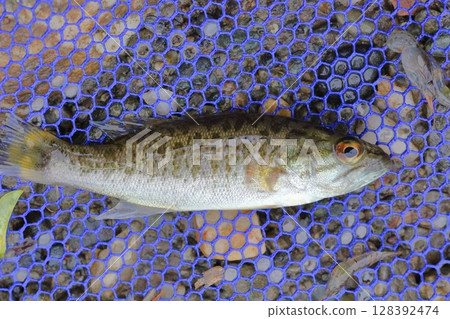 A juvenile smallmouth bass caught in the Tokikawa River, a tributary of the Arakawa River 128392474