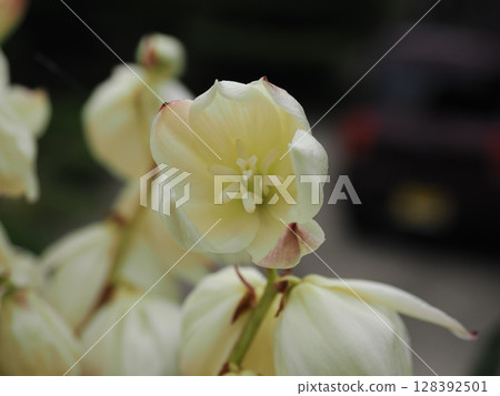 |Landscape with Yucca japonica 128392501