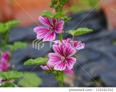 Landscape with mallow 128392502
