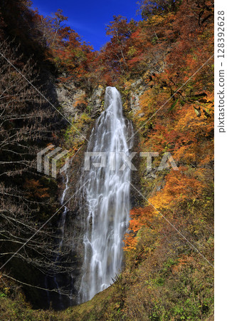 白神山脈的黑熊瀑布 白神山脈的黑熊瀑布 128392628