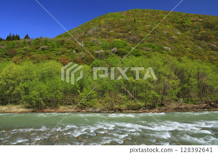 Spring is in the air on the Akaishi River flowing through the Shirakami Mountains 128392641