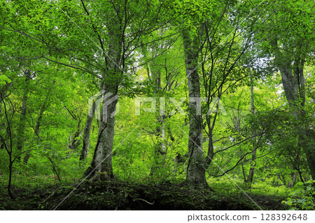 Shirakami Mountains, fresh green beech forest Shirakami Mountains, fresh green beech forest 128392648