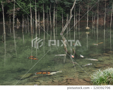 一之又櫻公園和青霧戀池的神秘景點 128392706