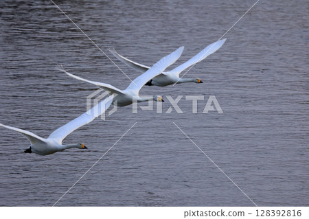 從白神山脈赤石川河口飛翔的天鵝 128392816
