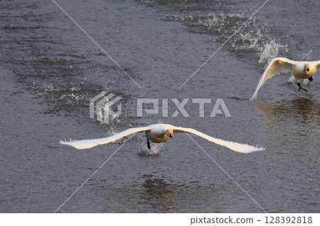 從白神山脈赤石川河口飛翔的天鵝 128392818
