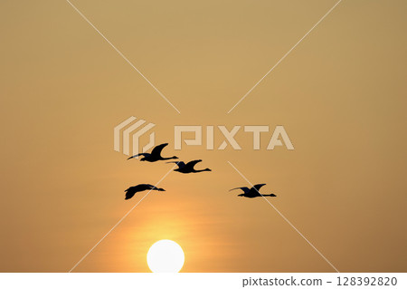 Swans taking off from the mouth of the Akaishi River in the Shirakami Mountains 128392820