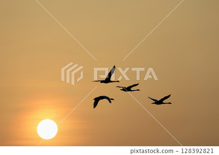 Swans taking off from the mouth of the Akaishi River in the Shirakami Mountains Swans taking off from the mouth of the Akaishi River in the Shirakami Mountains 128392821