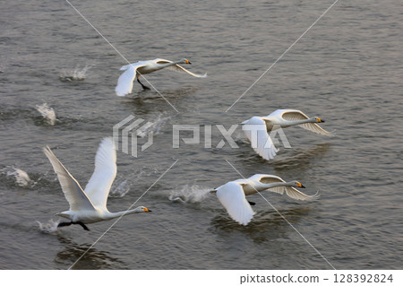 Swans taking off from the mouth of the Akaishi River in the Shirakami Mountains Swans taking off from the mouth of the Akaishi River in the Shirakami Mountains 128392824