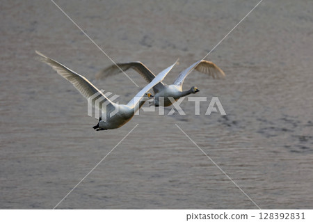 從白神山脈赤石川河口飛翔的天鵝 128392831
