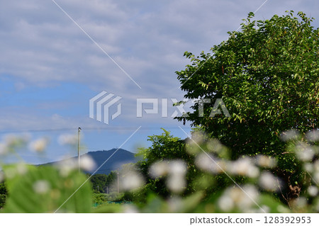 White flowers and big tree 128392953